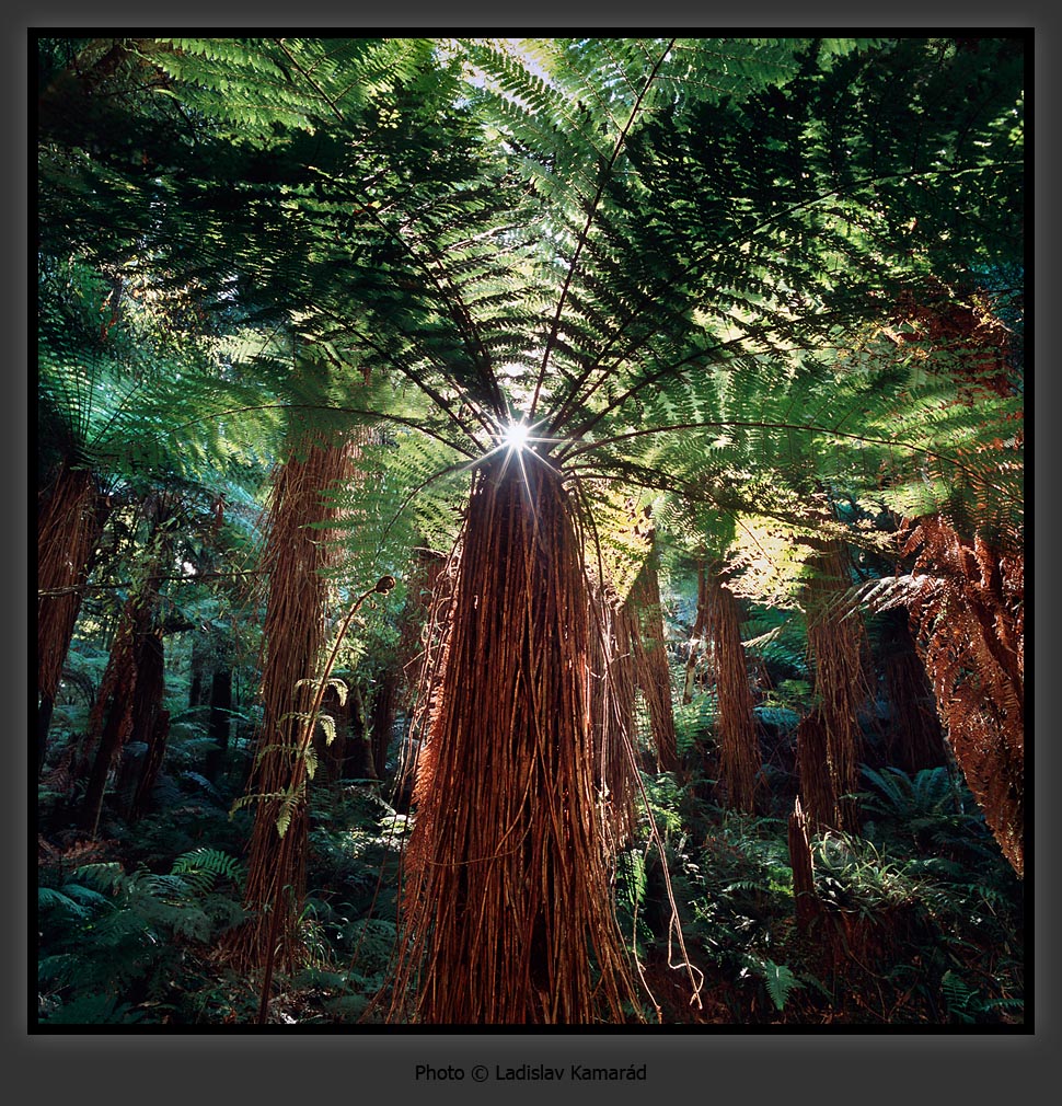 Brilliantovui doc 1160680426 i 5820 full